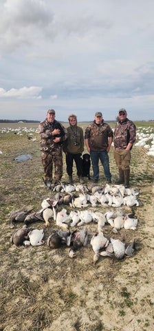 Snow goose